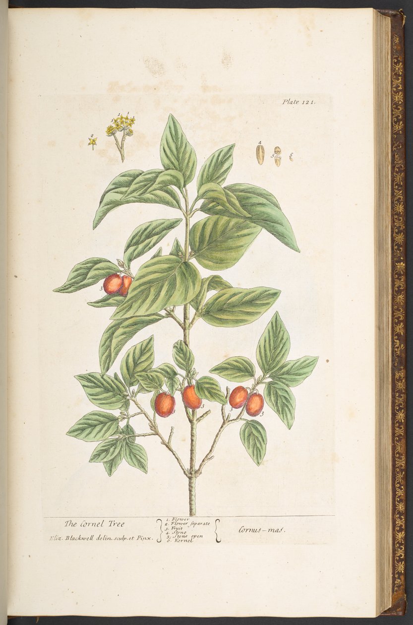 Tafel 121, aus 