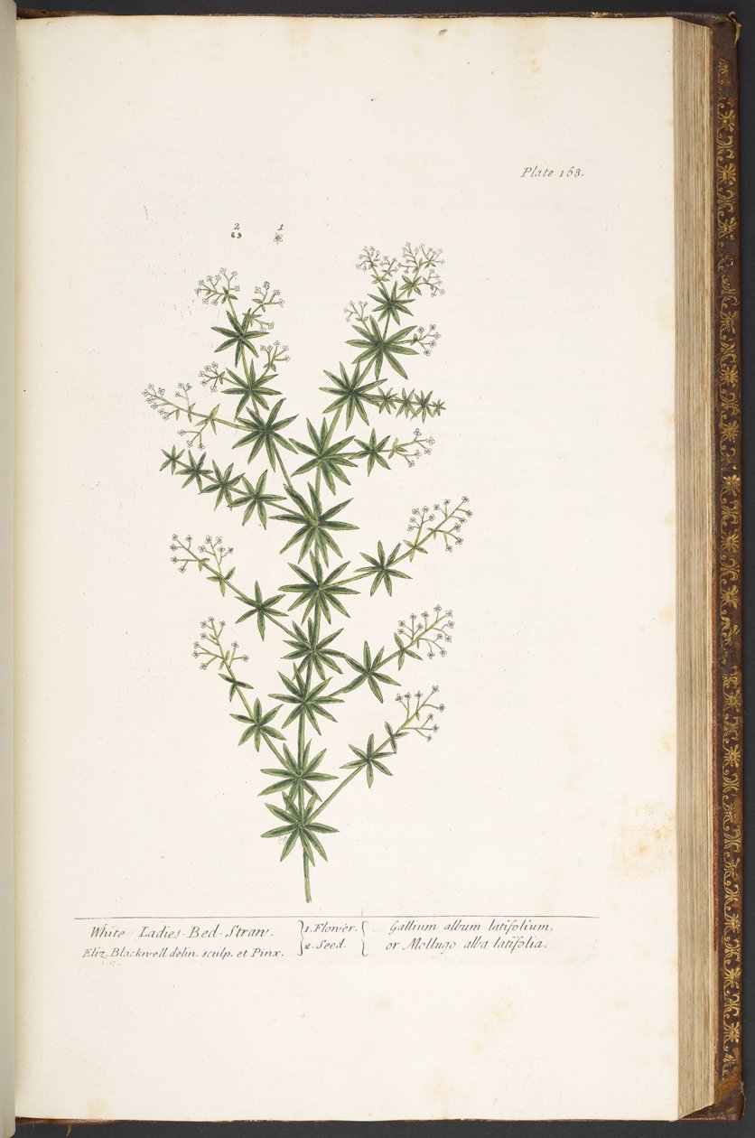 Tafel 168, aus 