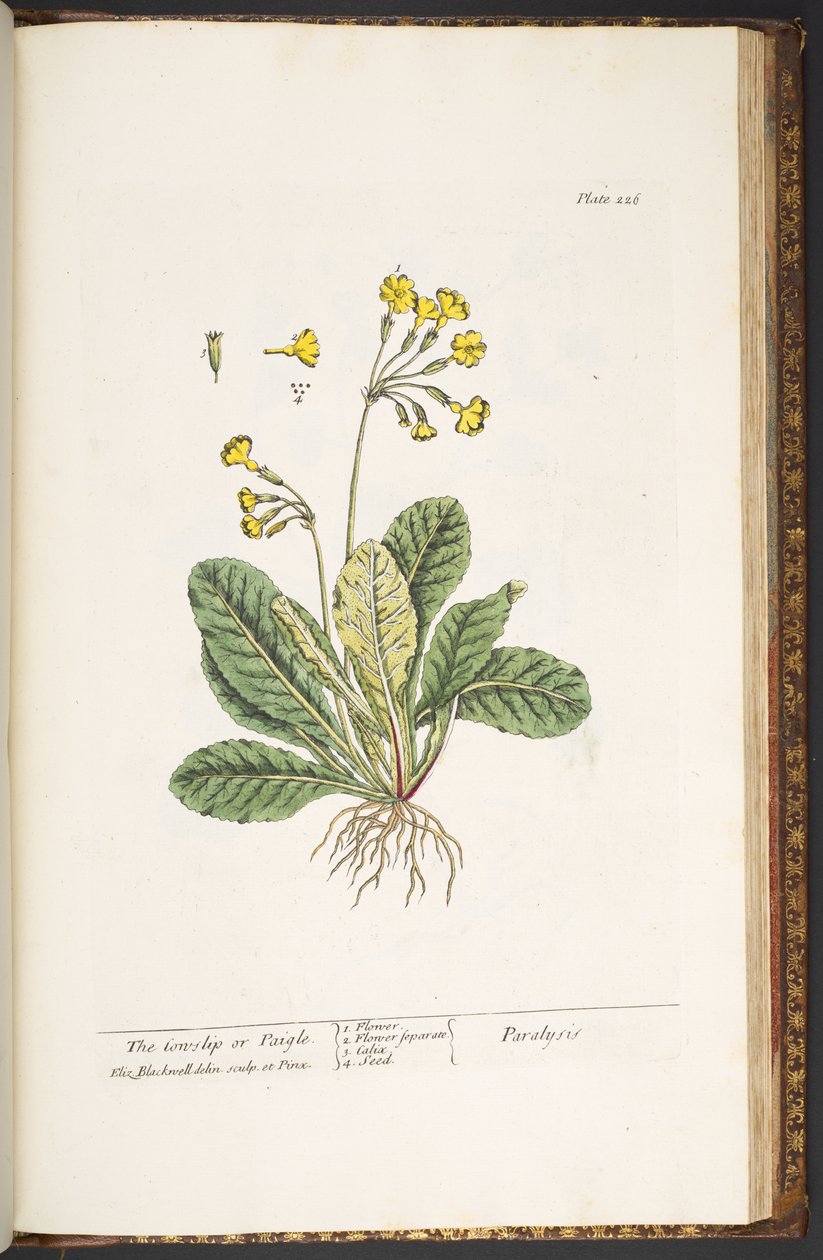 Tafel 226, aus 