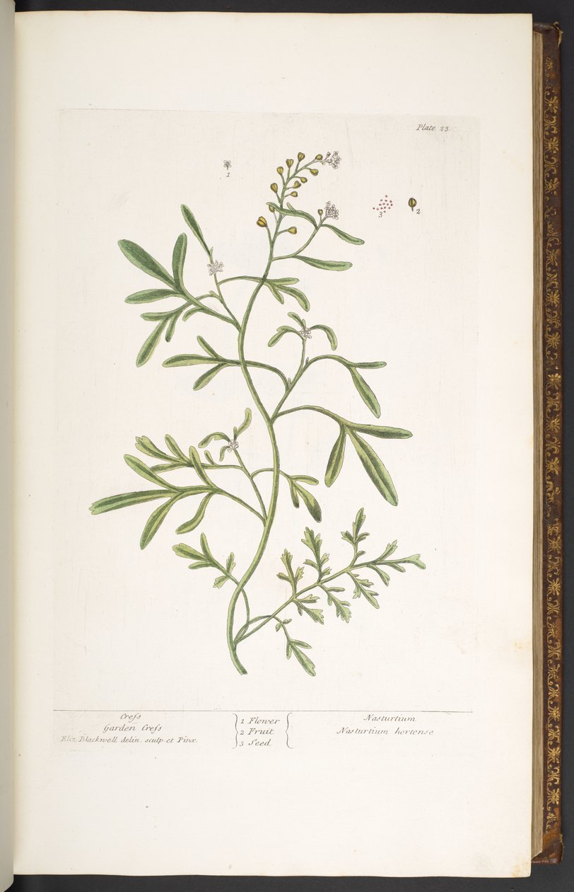 Tafel 23, Gartenkresse, aus 