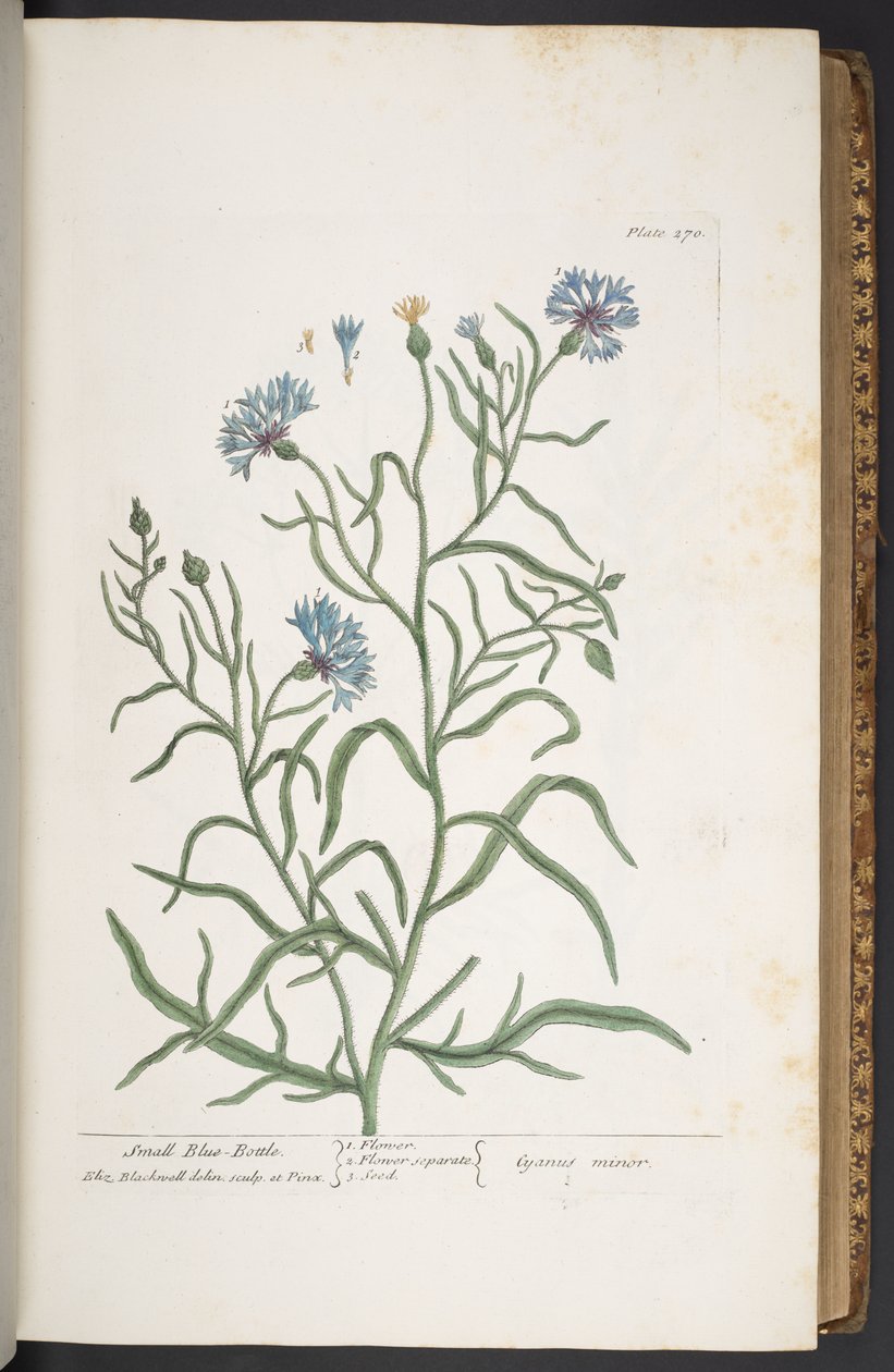 Tafel 270, Kleine Kornblume, aus 