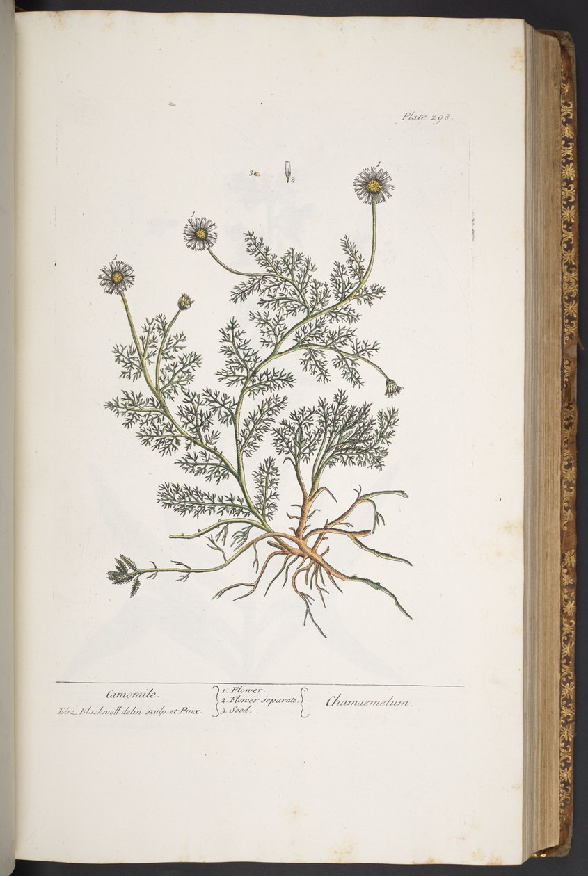 Tafel 298, aus 