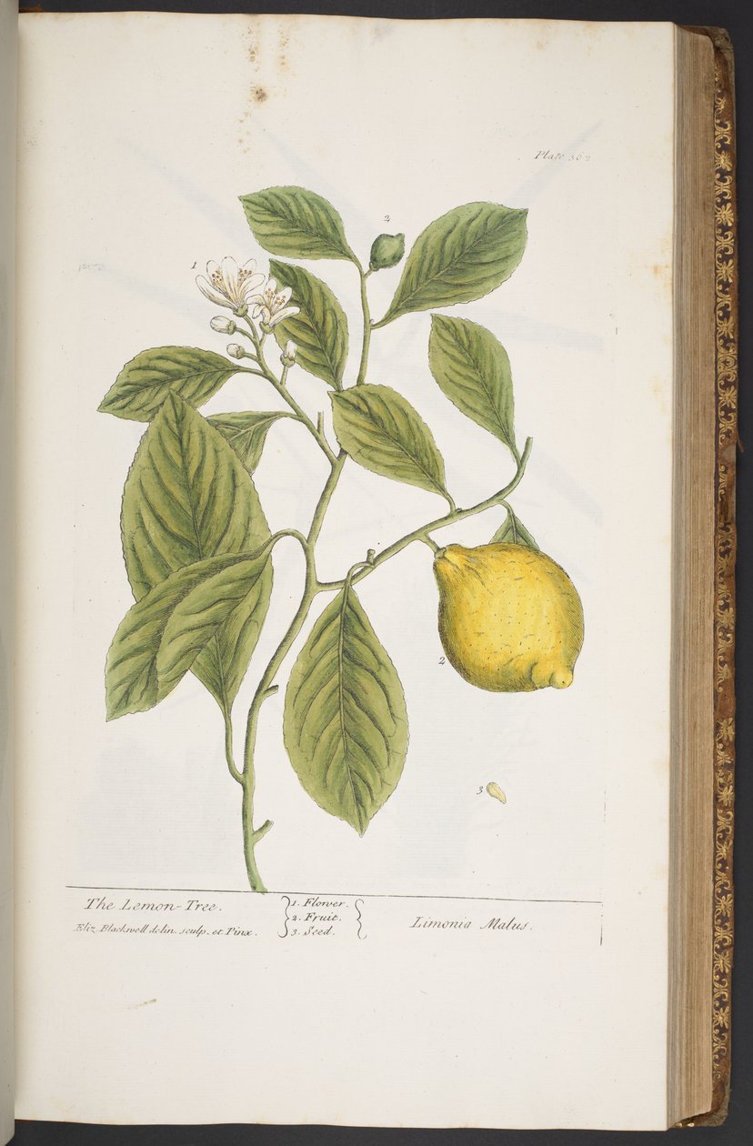 Tafel 362, aus 