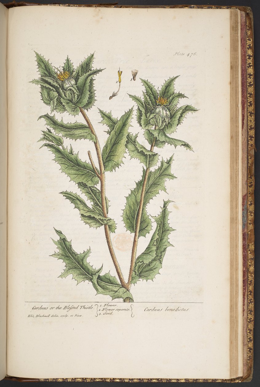 Tafel 476, Carduus, oder die gesegnete Distel, aus 