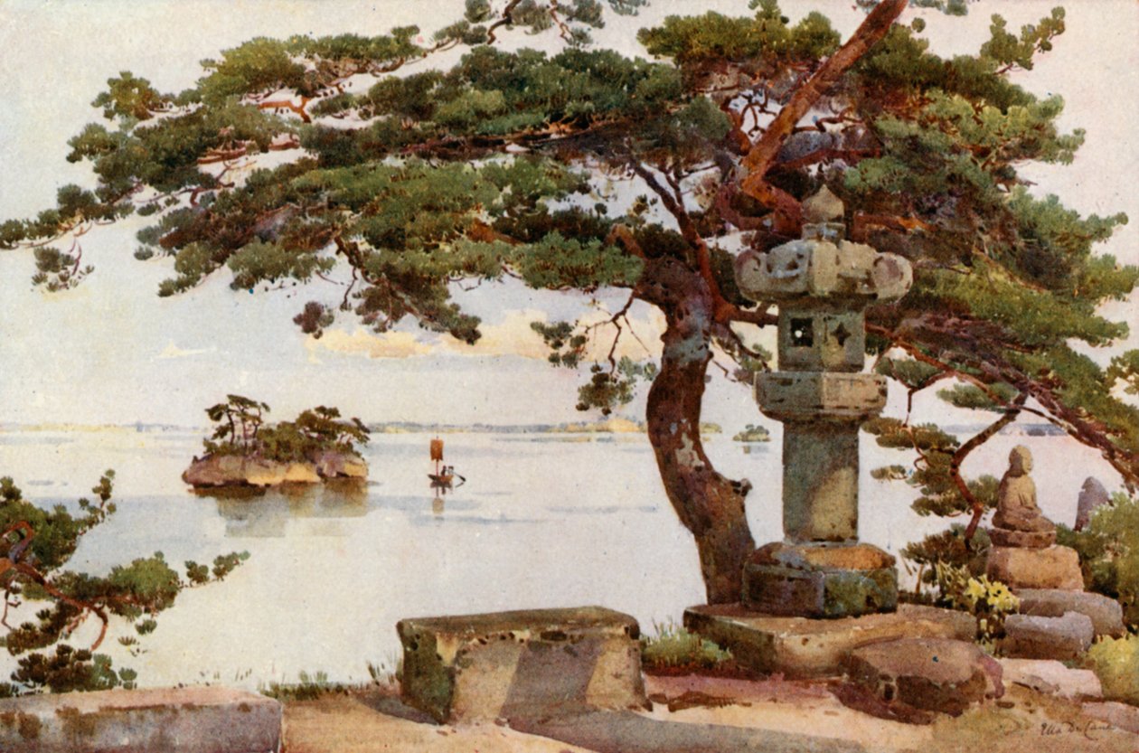 Kiefer in Matsushima von Ella Du Cane