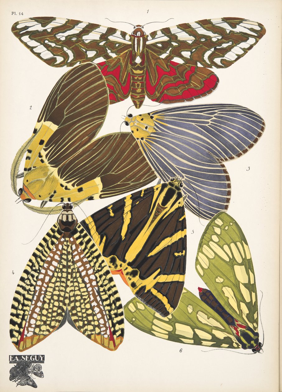 Platte 14, aus Papillons, veröffentlicht 1925 von Émile Allain Séguy