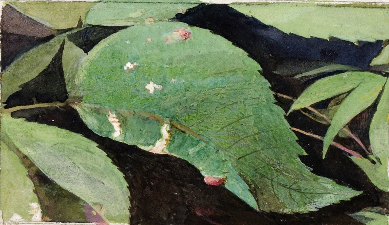 Weißbirkenblatt-Raupe, Studie für das Buch Concealing Coloration in the Animal Kingdom von Emma Beach Thayer