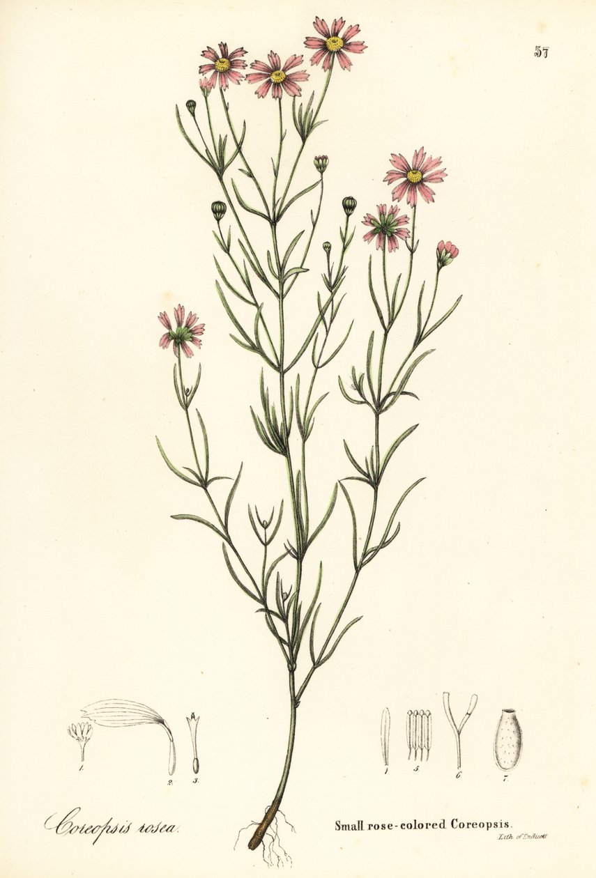 Kleine rosafarbene Coreopsis, Coreopsis rosea von Endicott Endicott
