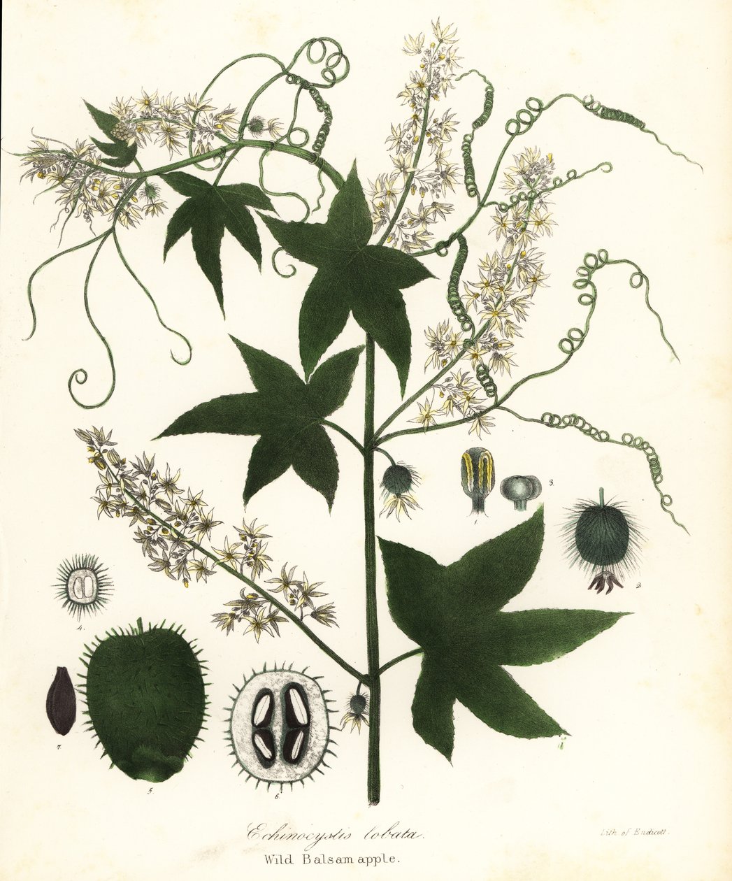 Wilde Gurke, Stachelige Gurke, Bur Gurke oder Wilde Balsamapfel, Echinocystis lobata von Endicott Endicott
