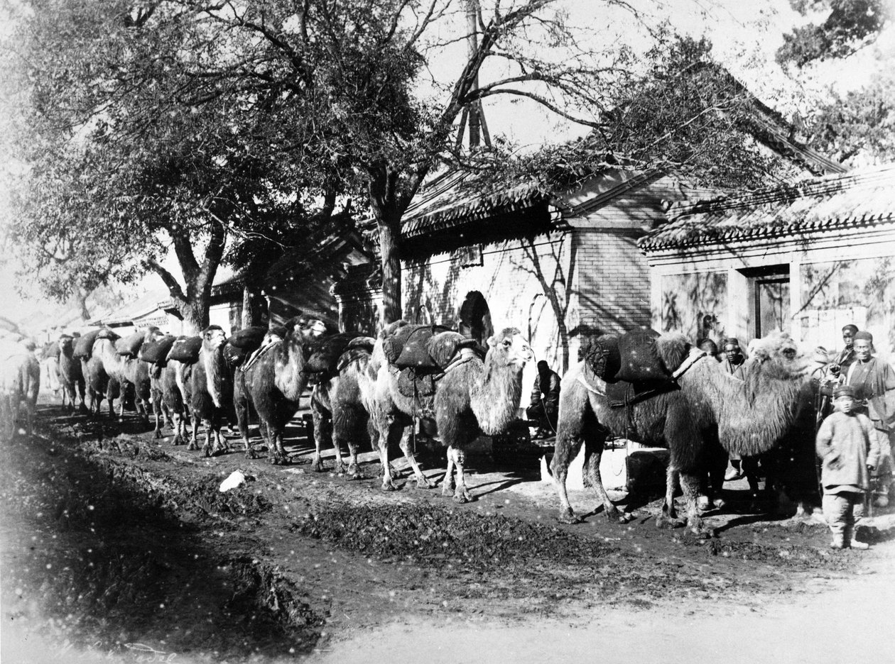 Kamelkarawane am Stadtrand von Peking, um 1875 von English Photographer