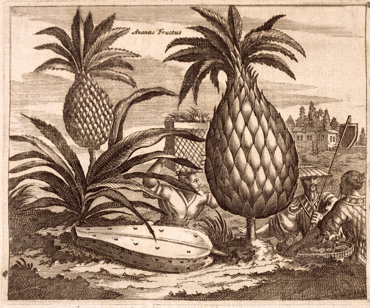 Anbau großer Ananas, Illustration aus einer Beschreibung der Gesandtschaften nach China, 1690 von English School