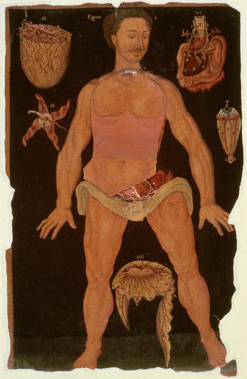 Ms Hunter 364 Tafel XII Dissektion (geschlossener Zustand) aus Anatomische Tafeln, von John Banister (1540-1610) von English School