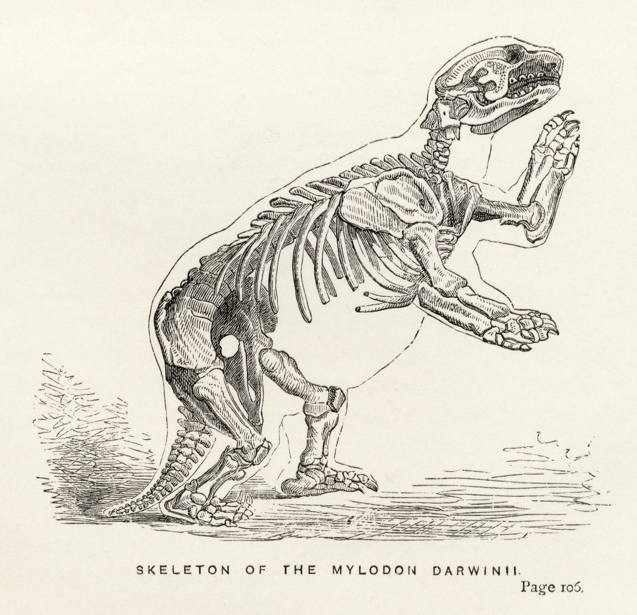 Skelett des Mylodon Darwinii, aus 