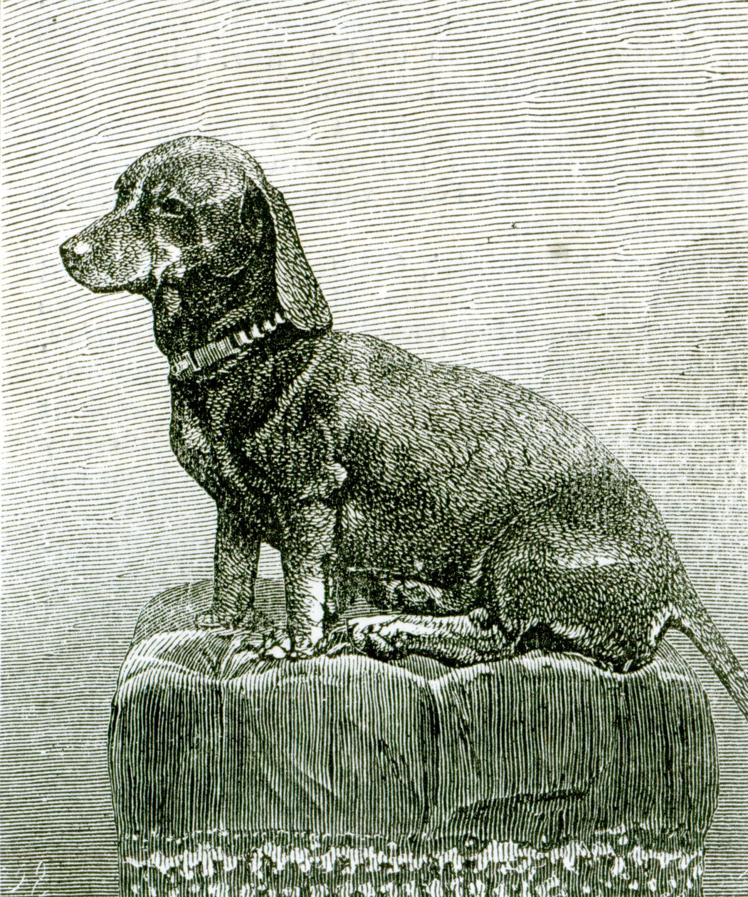 Der Hund Jacob, aus 
