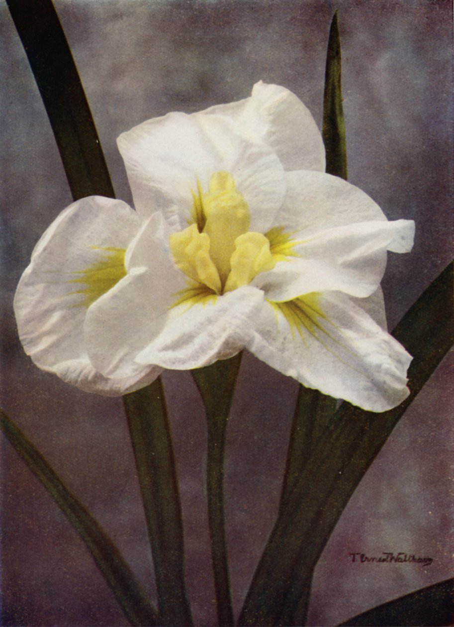 Eine doppelte japanische Form von I Kaempferi von English Photographer