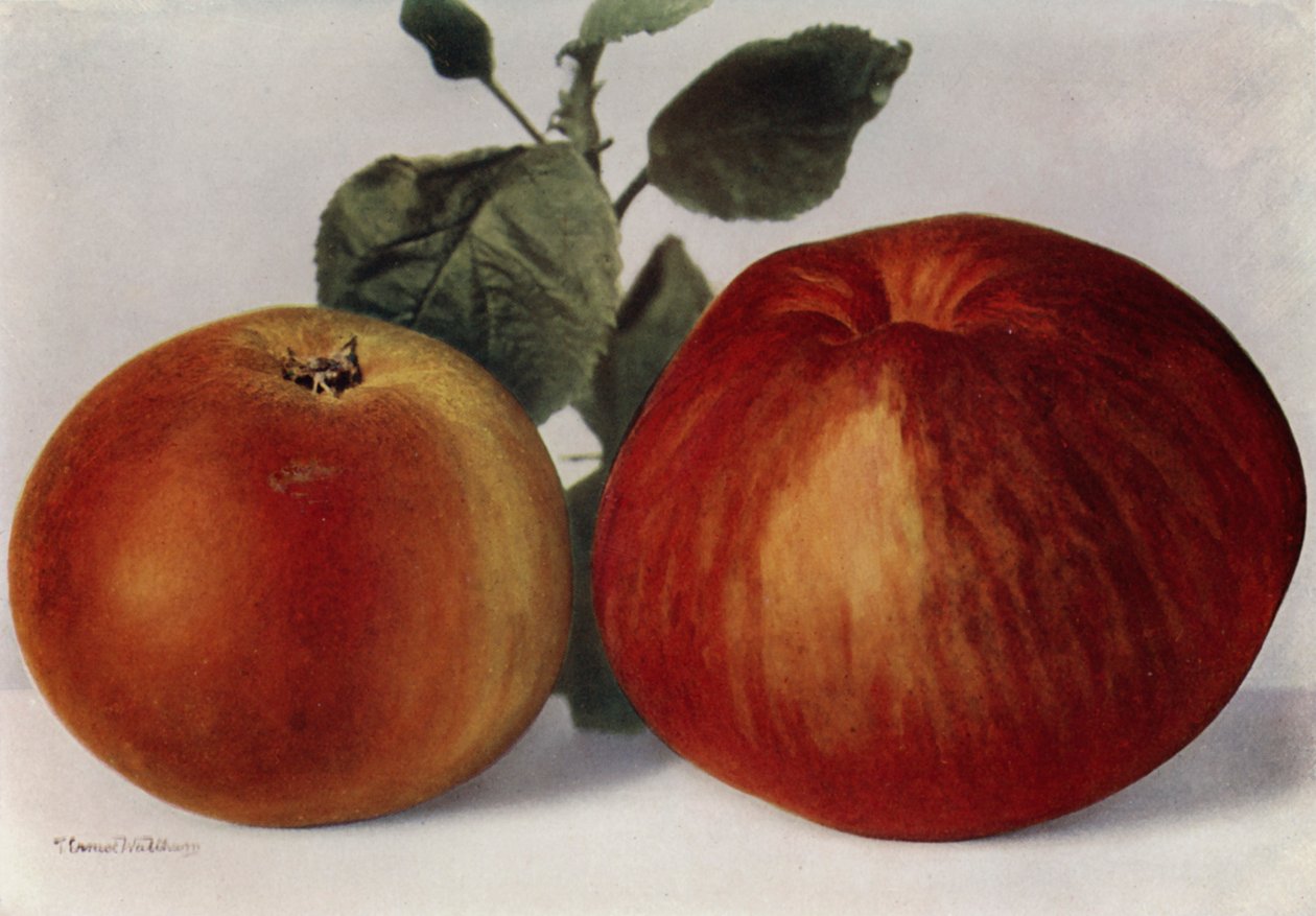 Äpfel, Cox