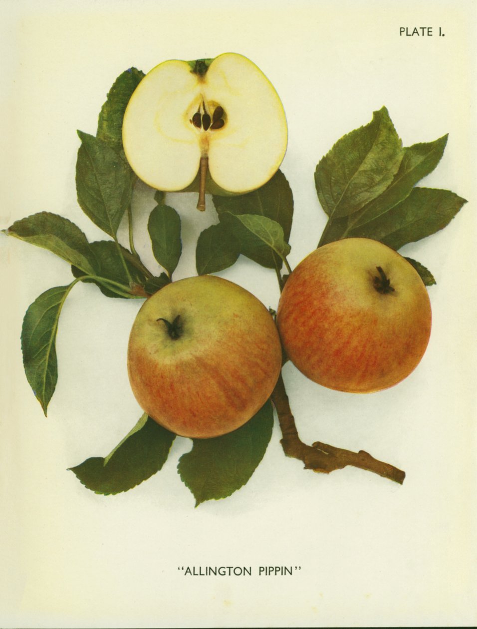 Äpfel Englands: Allington Pippin (Farbfoto) von English Photographer