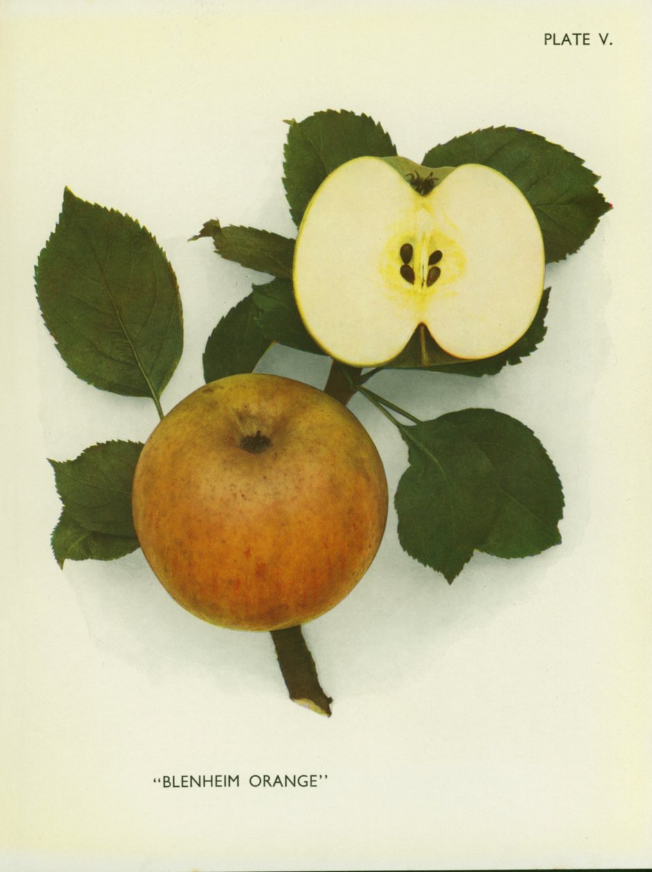 Äpfel Englands: Blenheim Orange von English Photographer