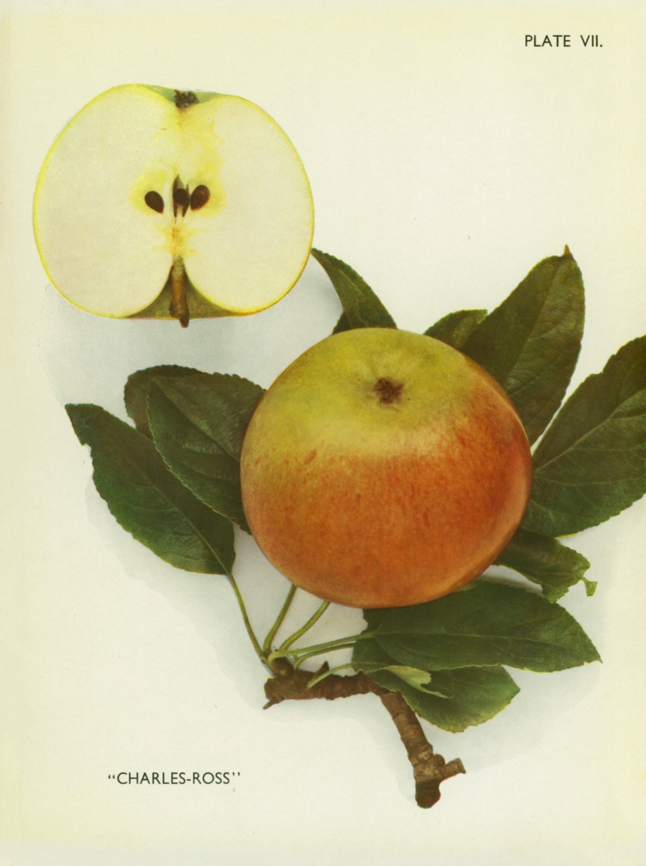 Äpfel von England: Charles-Ross von English Photographer