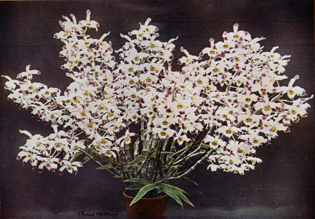 Dendrobium Wardianum von English Photographer