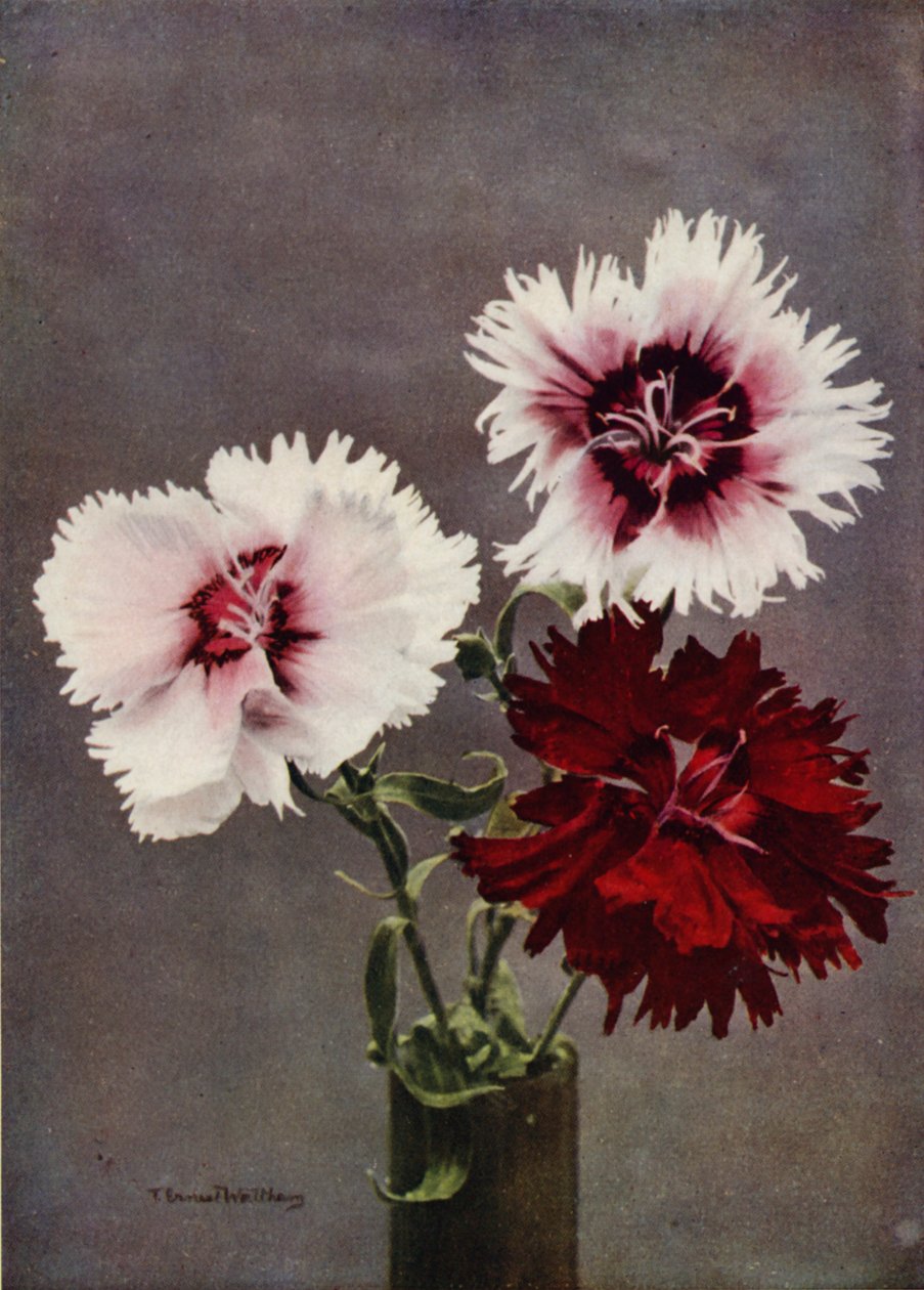 Dianthus Chinensis, var Heddewigii von English Photographer