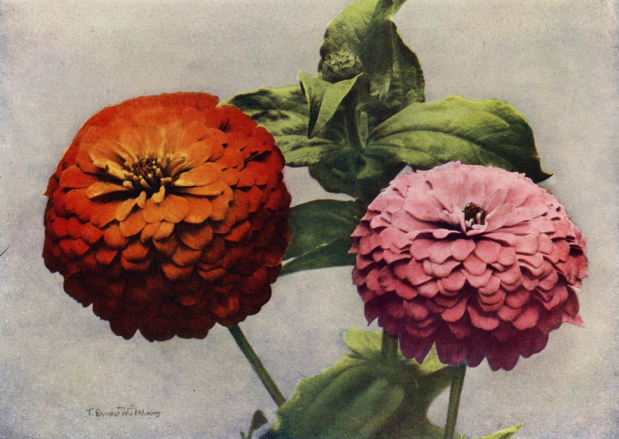 Doppelte Zinnien von English Photographer
