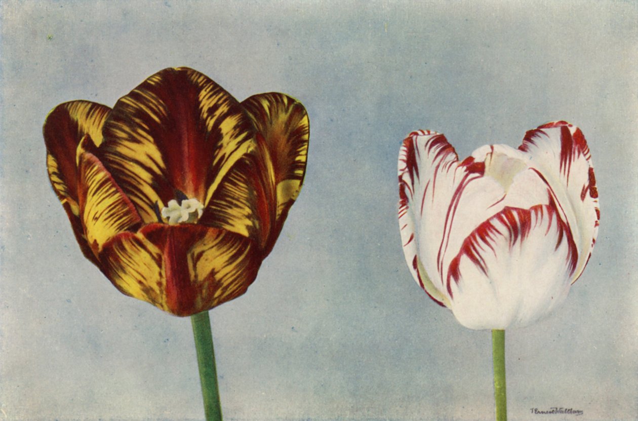 Dr Hardy und Mrs Collier von English Photographer