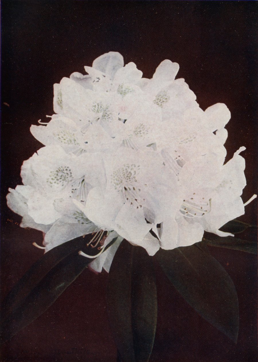 Madame Carvalho von English Photographer