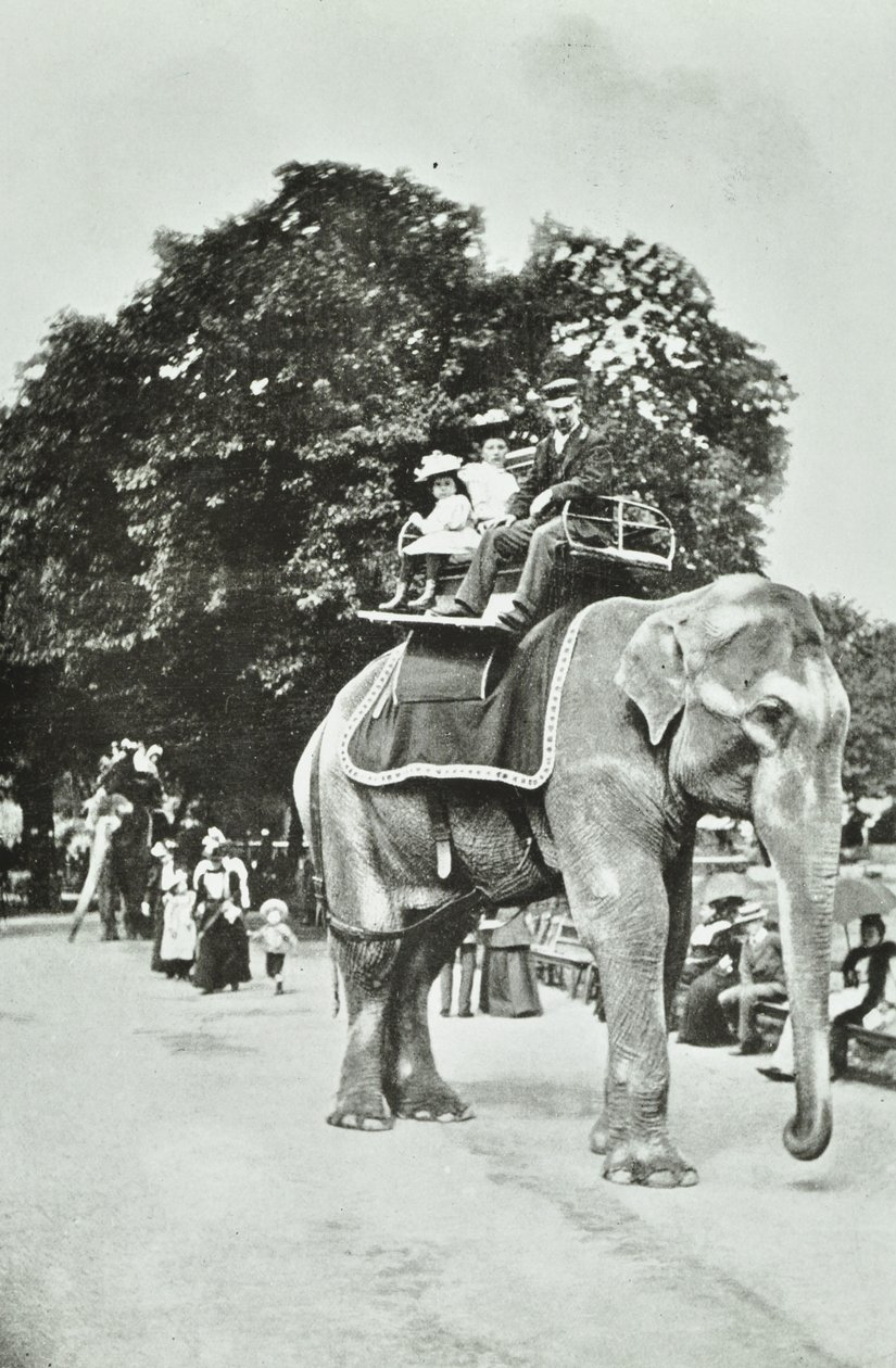 Zoologische Gärten, Regents Park: Elefantenreiten, London, ca. 1895 von English Photographer