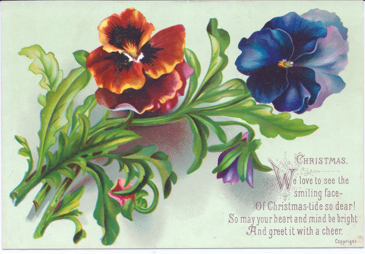 Viktorianische Weihnachtskarte mit einem Strauß von Stiefmütterchen, ca. 1880 von English School
