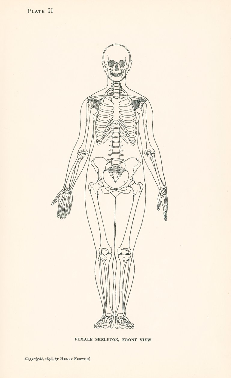 Anatomie: Weibliches Skelett, Vorderansicht von English School