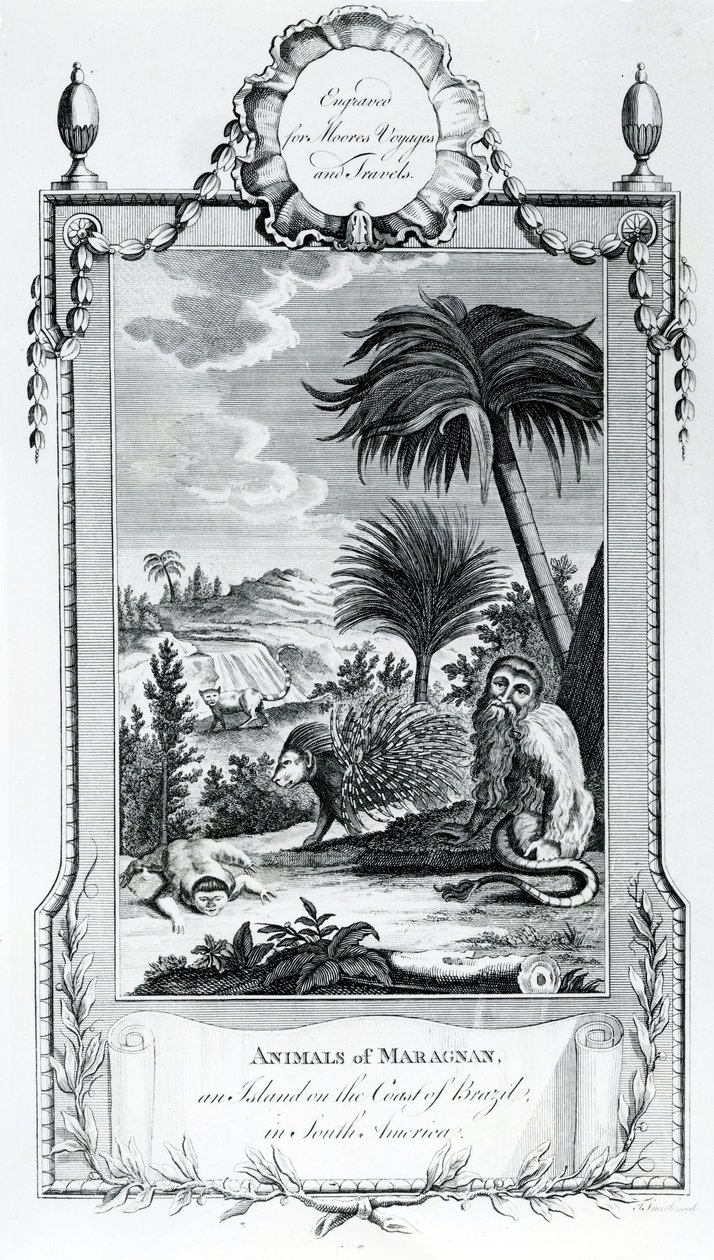 Tiere von Maragnan, Illustration aus Moores Reisen und Reisen, 1778 von English School