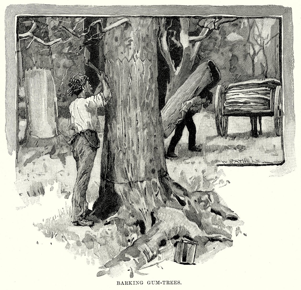 Barking Gum-Bäume von English School