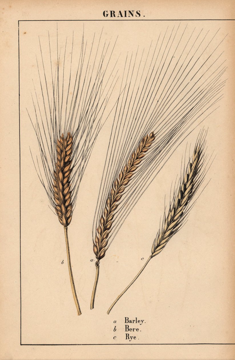 Gerste, Bere und Roggengras, aus 