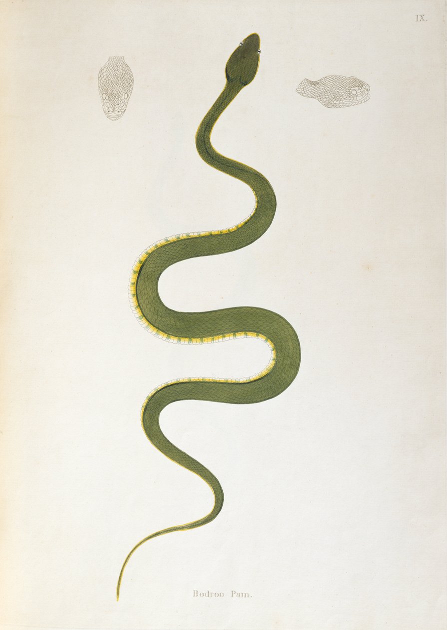 Bodroo Pam Schlange aus Ein Bericht über indische Schlangen gesammelt von der Küste von Coromandel von Patrick Russell, London, 1796 von English School