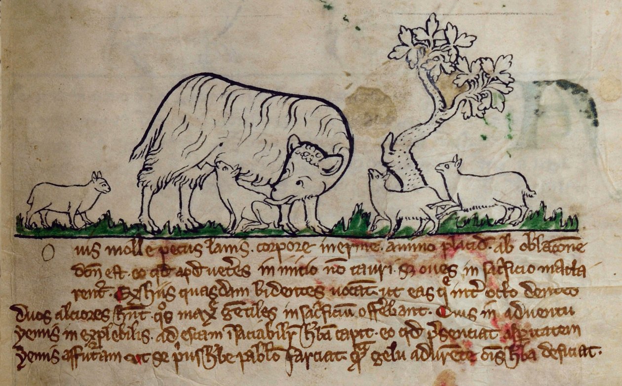 CCA-LitMs/D/10 fol. 8r Schaf, aus Bestiarium von English School