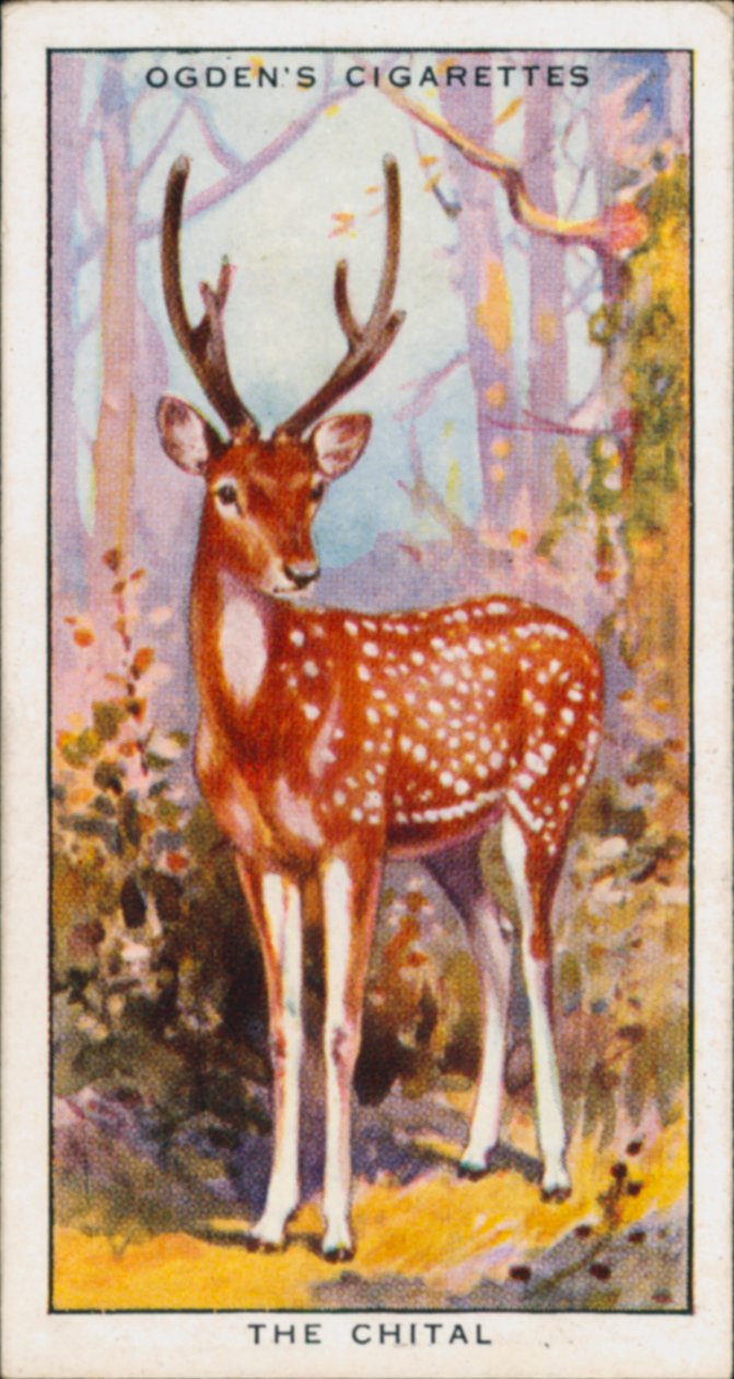 Schutzfarben, Tiere, Der Chital von English School