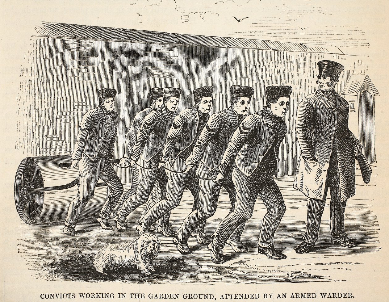 Sträflinge bei der Gartenarbeit, bewacht von einem bewaffneten Wärter, Illustration aus The Criminal Prisons of London and Scenes from Prison Life von Henry Mayhew und John Binny, veröffentlicht 1862 von English School