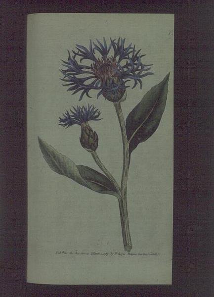 Kornblume (Centaurea montana), Tafel 77 aus William Curtis
