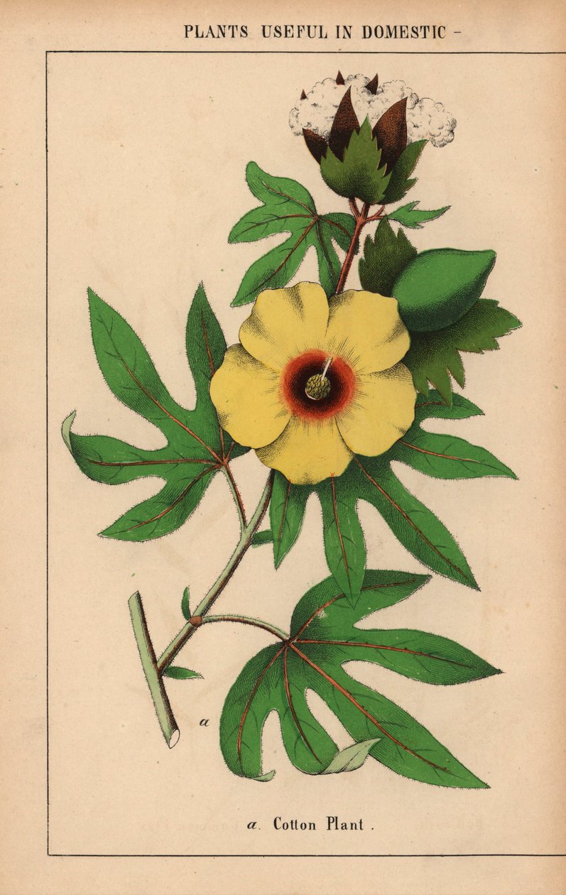 Baumwollpflanze mit gelber Blüte und weißer Baumwollkapsel, aus 