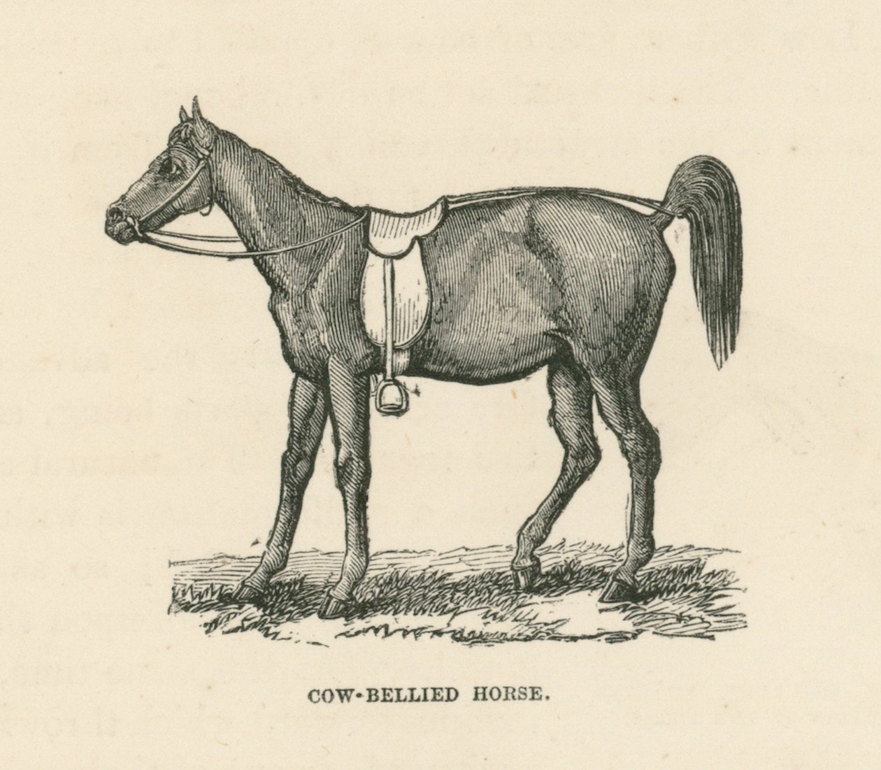 Kuhbäuchiges Pferd von English School