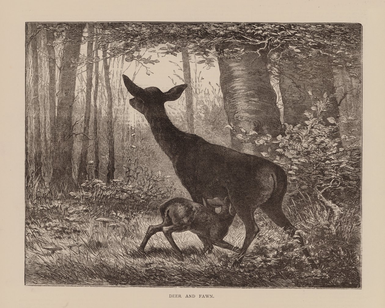 Hirsch und Rehkitz (Gravur) von English School