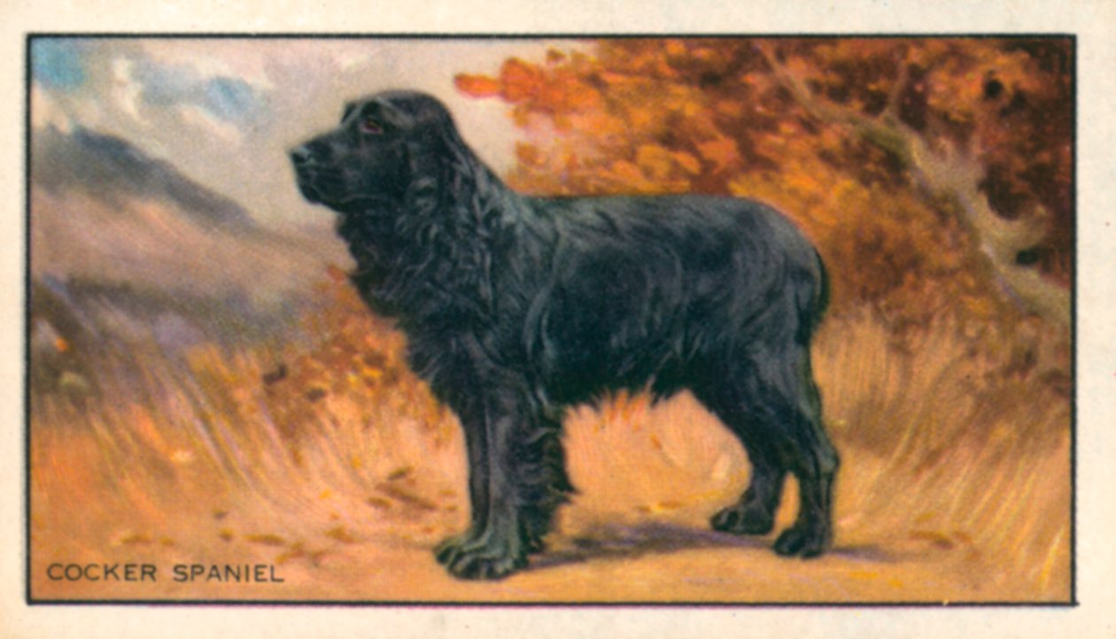Hunde: Cocker Spaniel von English School
