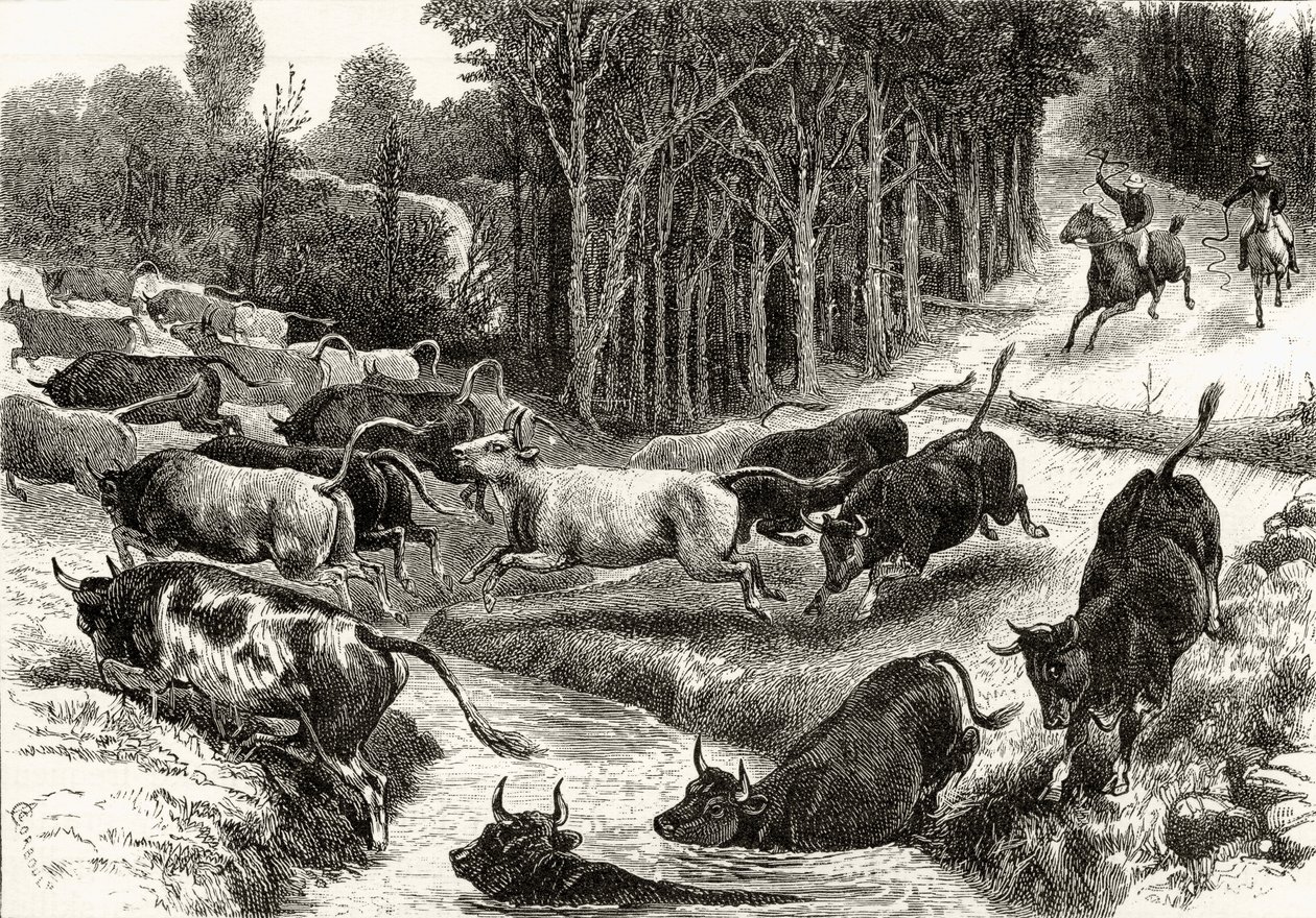 Viehtrieb in Australien, ca. 1880, aus 