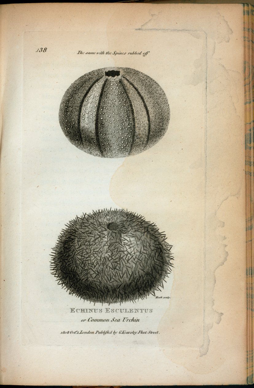 Echinus Esculentus oder Gemeiner Seeigel; derselbe mit abgeriebenen Stacheln, aus 