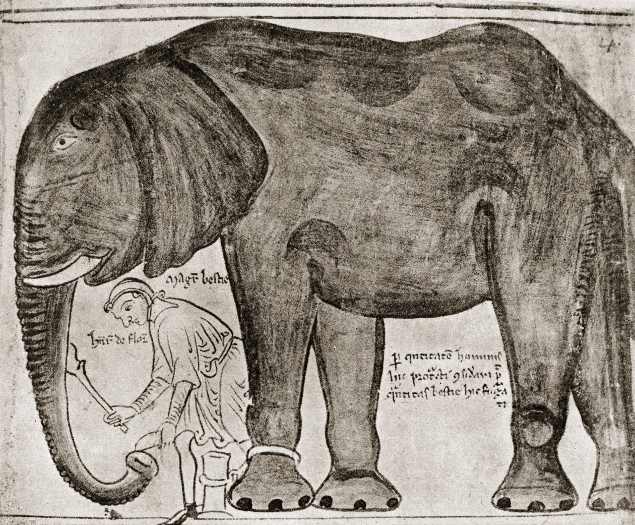 Elefant, gesandt von St. Louis an Heinrich III., aus 