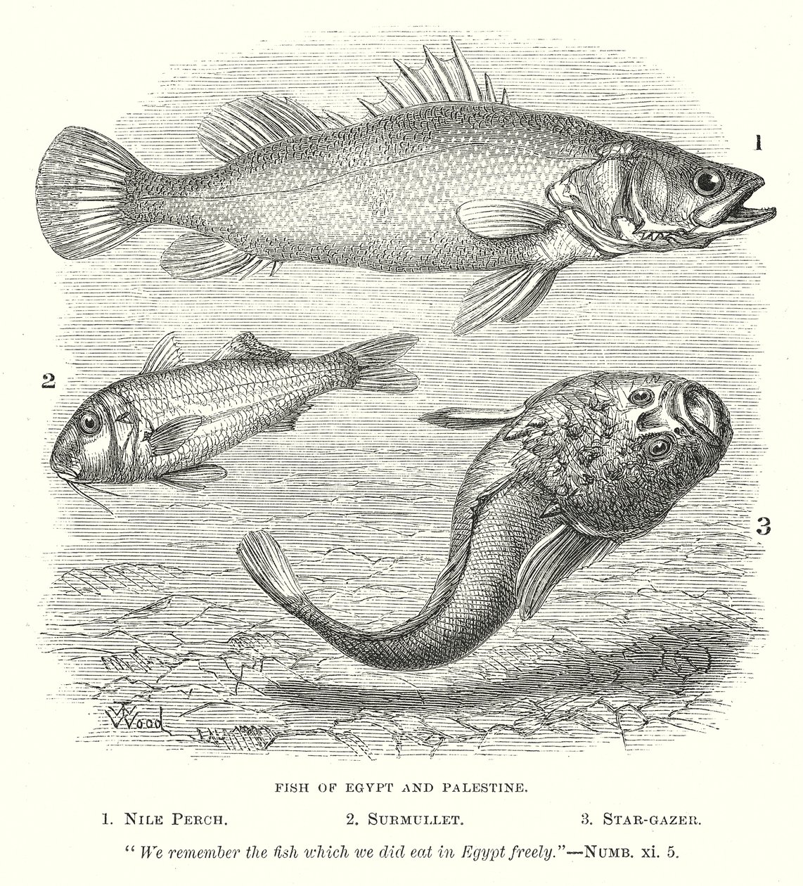 Fische von Ägypten und Palästina von English School