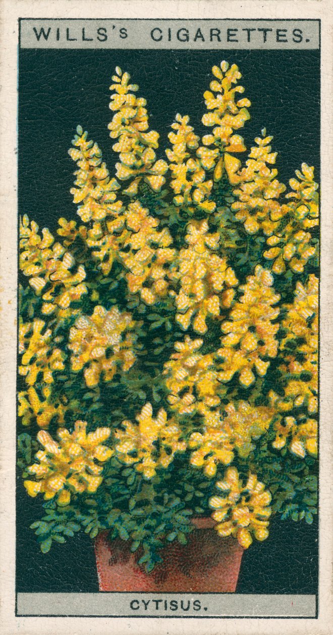 Blumenkultur in Töpfen: Cytisus oder Genista von English School