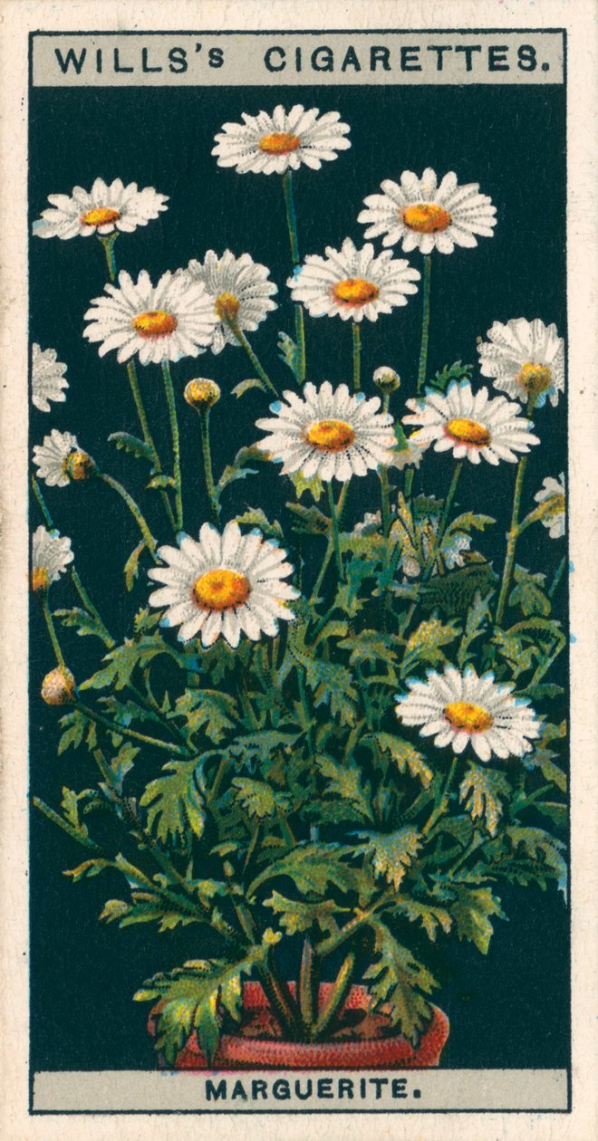 Blumenkultur in Töpfen: Margerite von English School