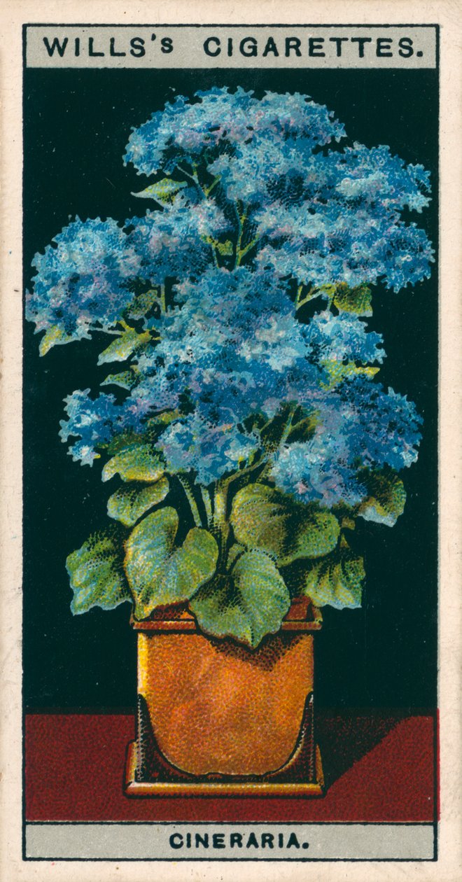 Blumenkultur in Töpfen: Stern-Cinerarie von English School